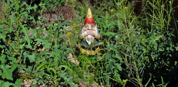iStock-529135214-gnome-weeds-garden-WEBSITE