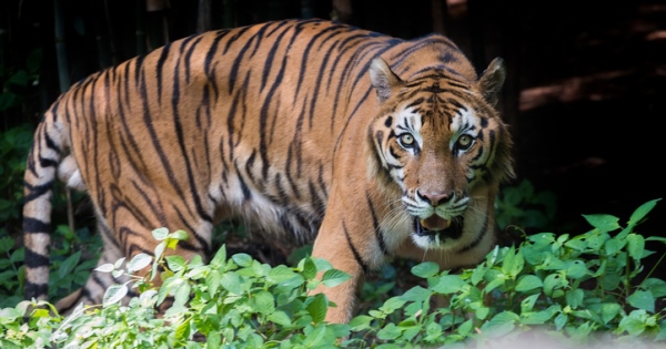iStock-695344772-tiger-website-600×315