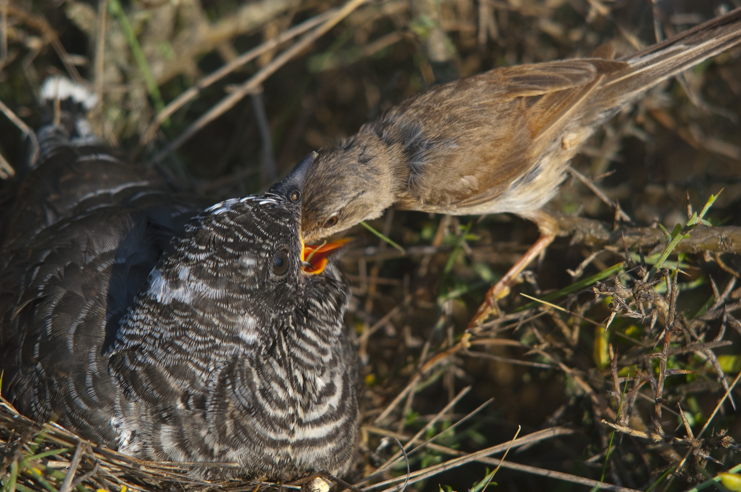 Common cuckoo – Cuculus canorus Young in the nest fed by his adoptive mother – Sylvia conspicillata – Spectacled Warbler
